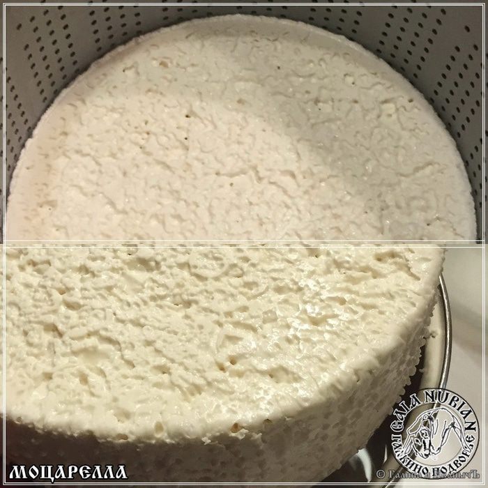 Моцарелла из молока англо-нубийских коз