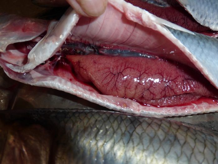 Донская селедка жареная