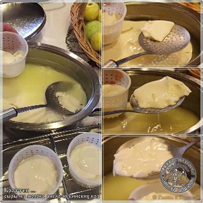 Сыр Кроттен из молока англо-нубийских коз