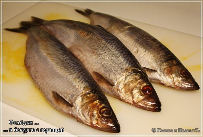 Селедка в йогурте с горчицей