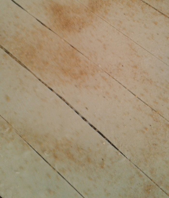 &amp;quot;Сладкие розы&amp;quot; без шипов