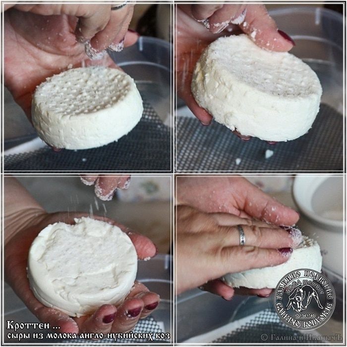 Сыр Кроттен из молока англо-нубийских коз
