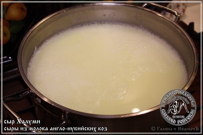 Сыр Халуми и Анари из молока англо-нубийских коз