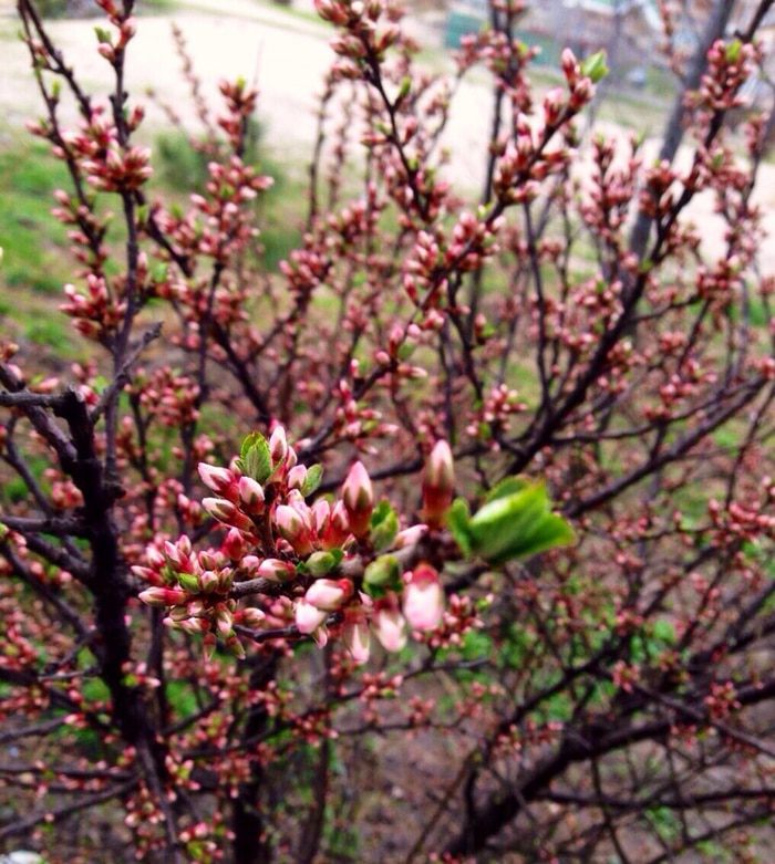 Яблочно-луковая галета