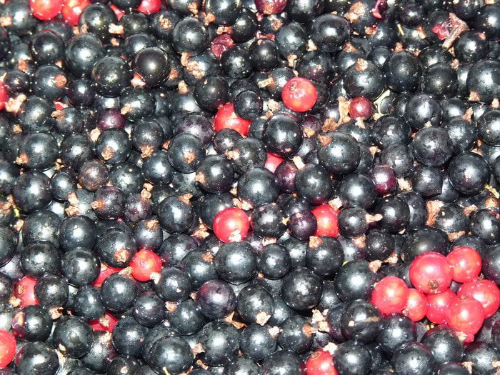 Смородиновый соус к птице