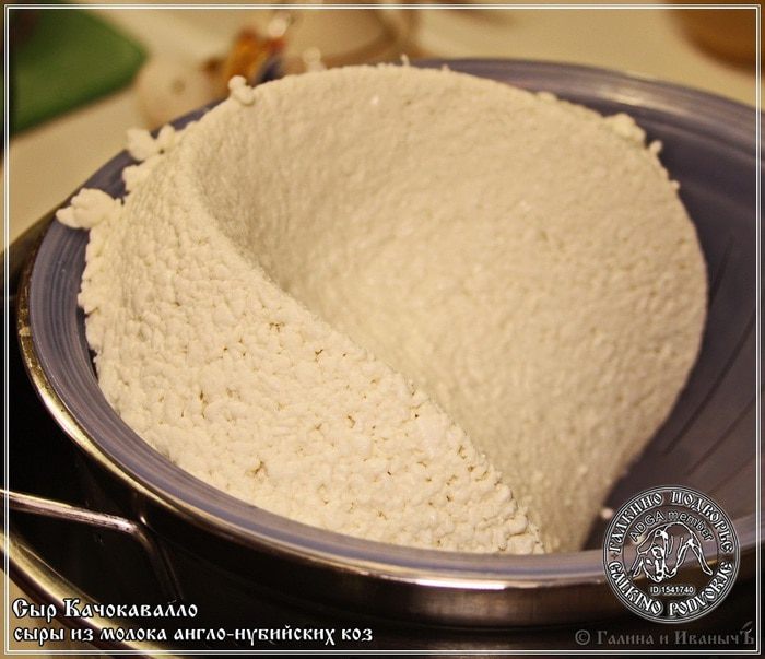 Сыр Качокавалло из молока англо-нубийских коз