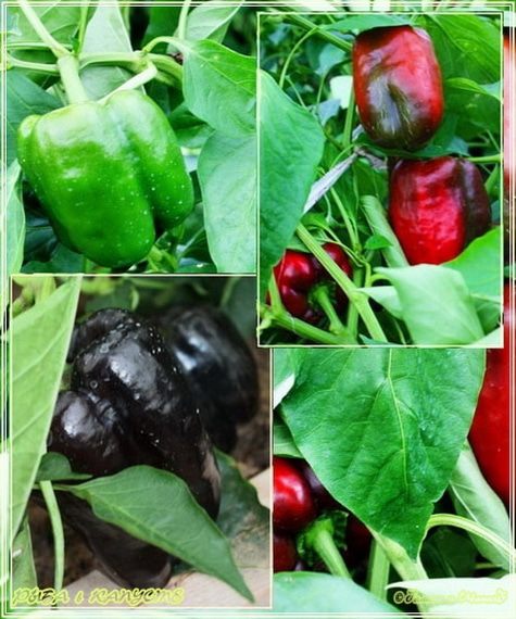 Рыба в капусте