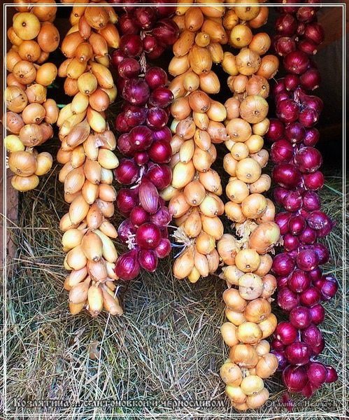 Козлятина с яблочком антоновским и черносливом