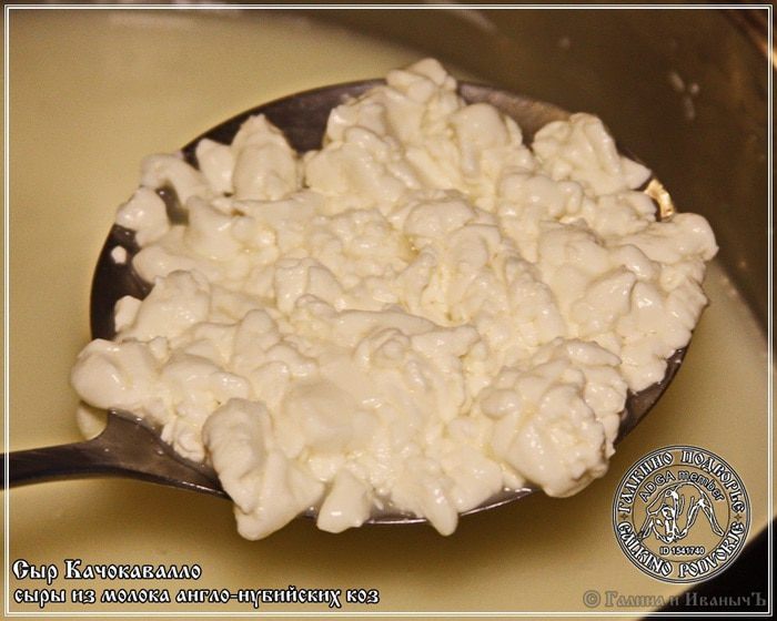 Сыр Качокавалло из молока англо-нубийских коз