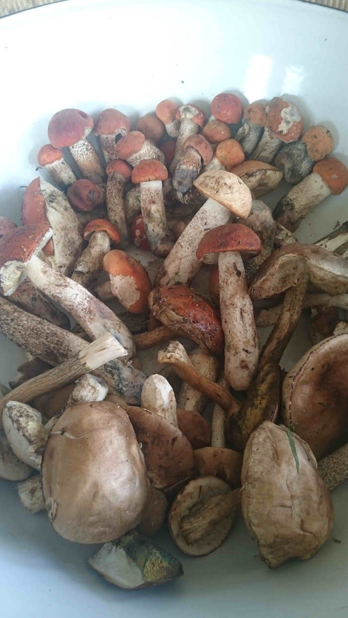 Маринованные подосиновики