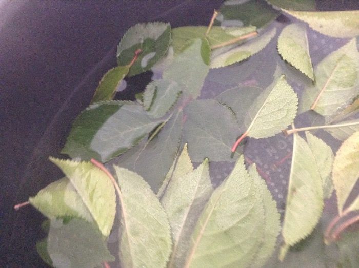 Царское варенье из крыжовника