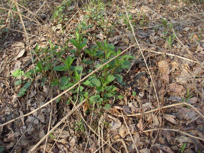 Песто с крапивой