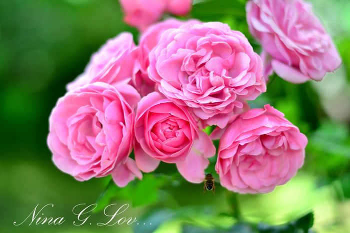 Творожный торт-мусс с ягодами в белом шоколаде