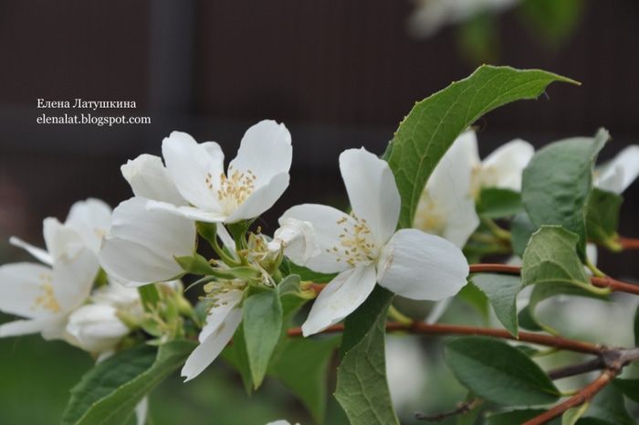 Творожный кекс с вяленой вишней, клюквой и изюмом