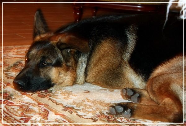 Холодец ... традиционно-обычный