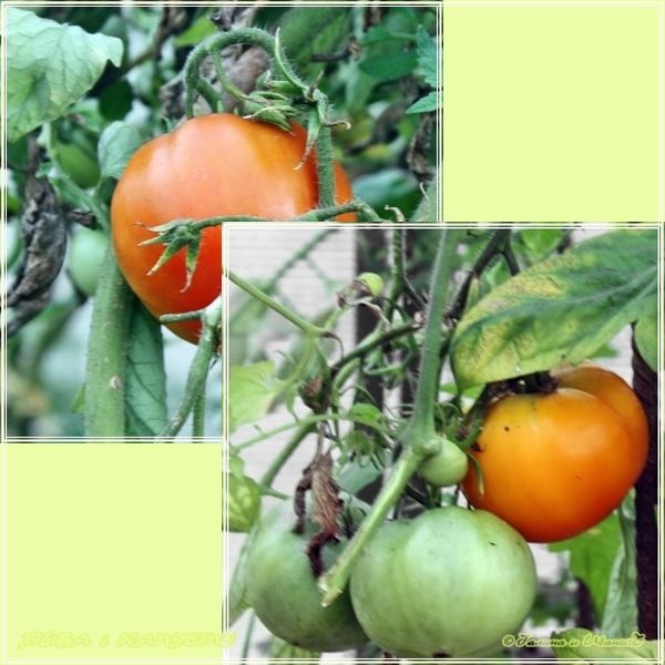 Рыба в капусте