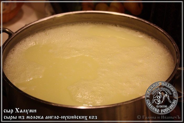 Сыр Халуми и Анари из молока англо-нубийских коз