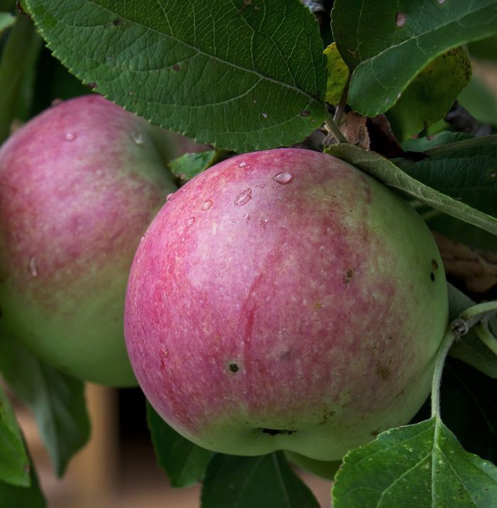 Медовые яблочки в хрустящем мешочке