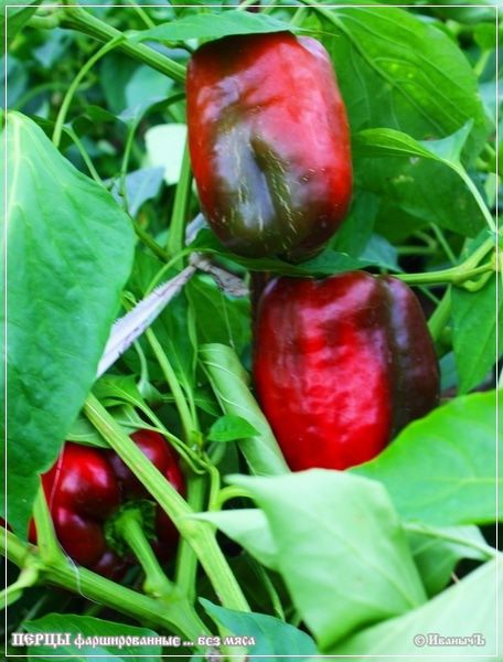 Перцы фаршированные