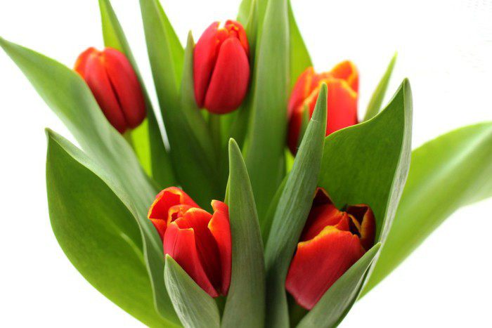 Семга  на подушке из фенхеля и моркови, запеченная в пергаменте