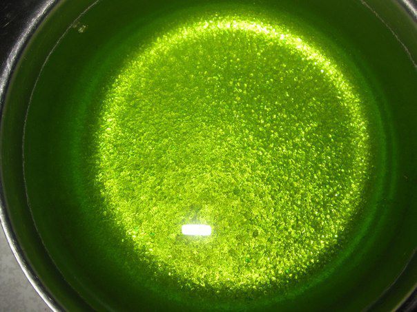 Торт из киви желейный