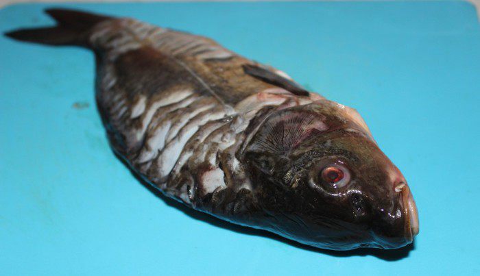 Рождественский карп в пиве