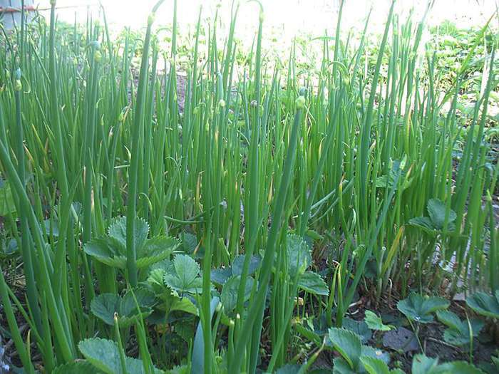 Заварные картофельные пирожки с начинкой