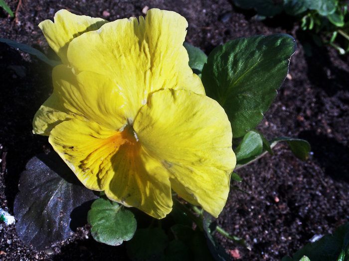 Бананово-арбузный смузи