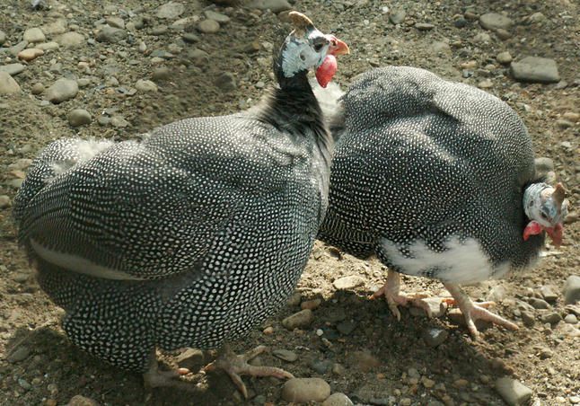 Фаршированная цесарка с капустой