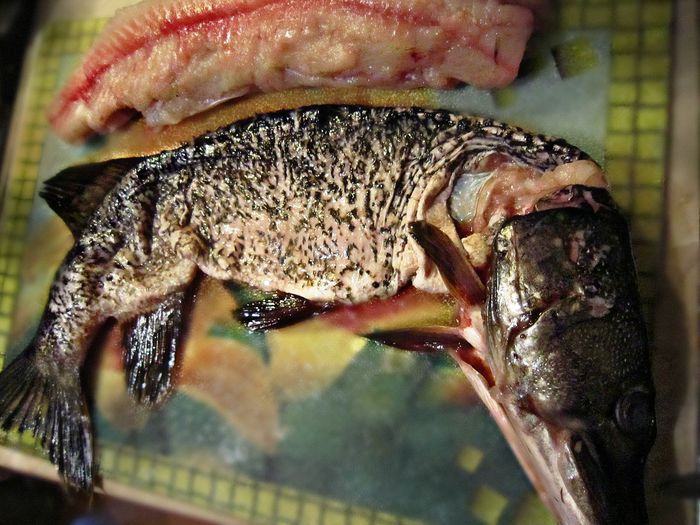 Праздничная фаршированная щука &amp;quot;По щучьему веленью&amp;quot;