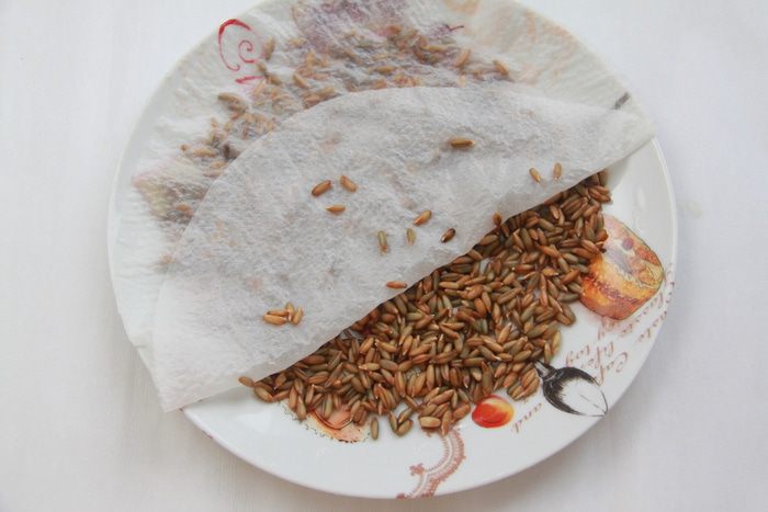 Шведский брусничный хлеб (Lingonbröd)