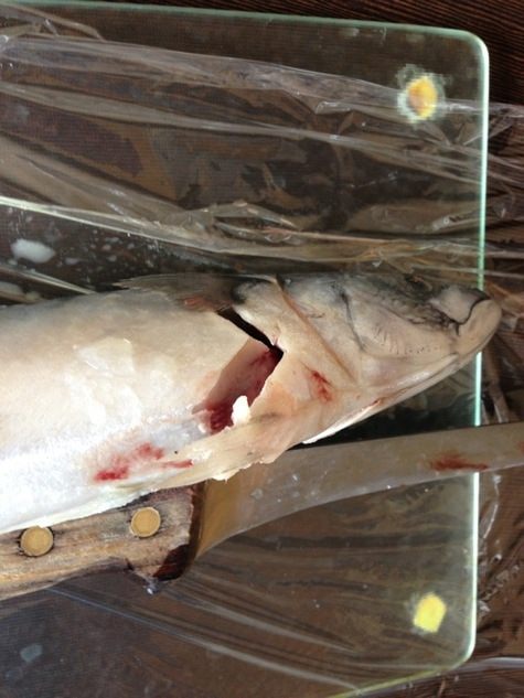 Скумбрия под томатно-апельсиновым соусом