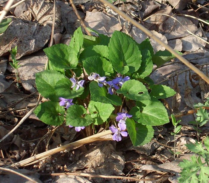 Песто с крапивой