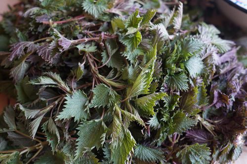 Зеленый борщ с крапивой 