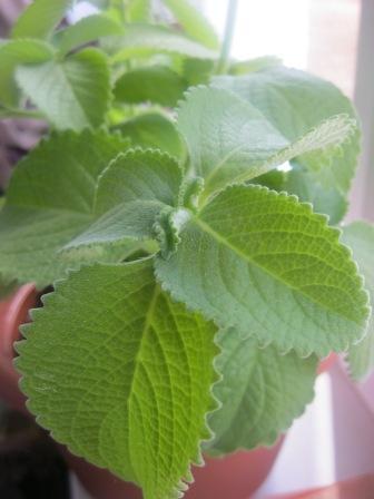 Мятный сироп