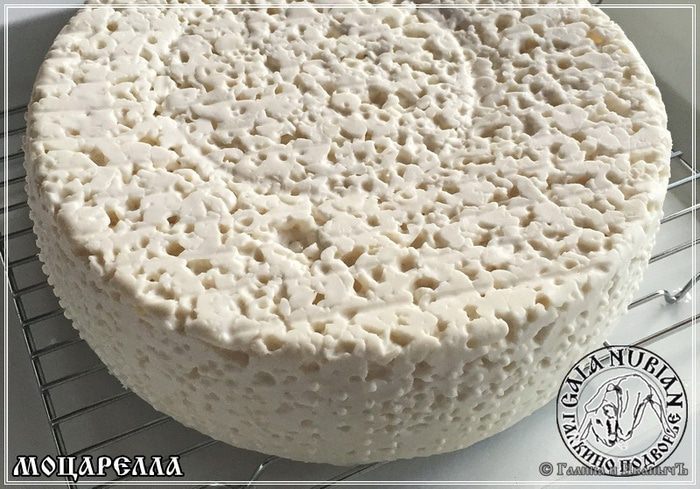 Моцарелла из молока англо-нубийских коз