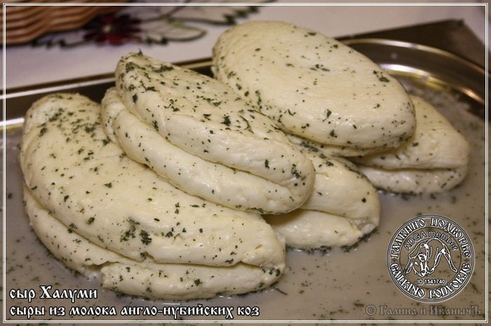 Сыр Халуми и Анари из молока англо-нубийских коз