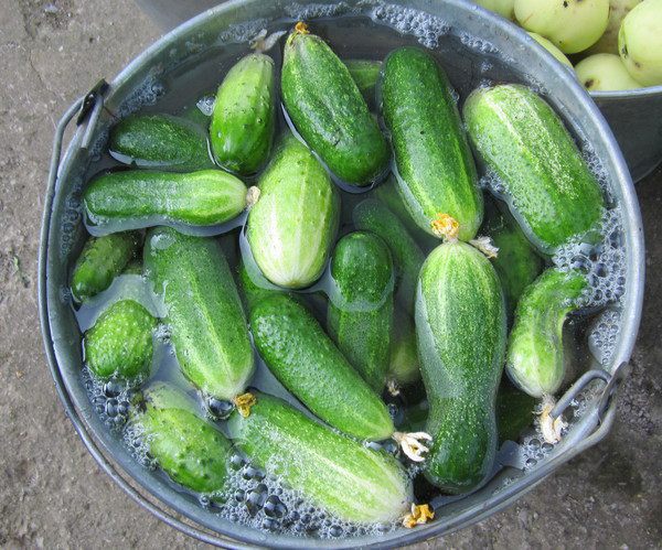 огурцы маринованные