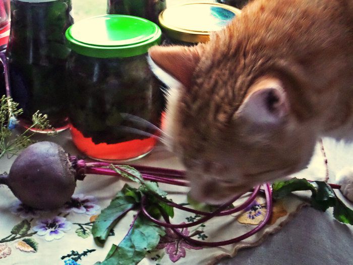 Маринование свекольных стебельков