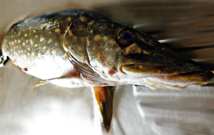 Щучьи котлеты под соусом из белых грибов