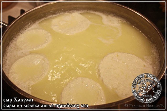 Сыр Халуми и Анари из молока англо-нубийских коз